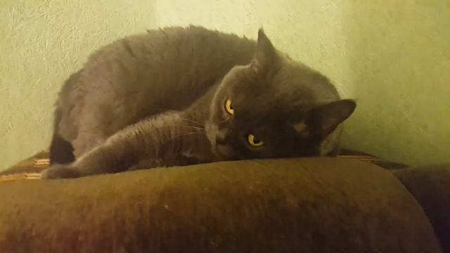 мышк смотреть онлайн