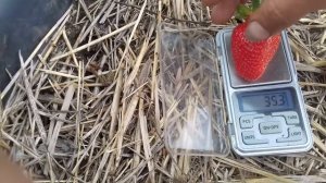 07 06 2021  Клубника сорт Гигант Джорнея