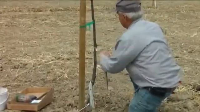 Окулировка грецкого ореха + Русские субтитры смотреть онлайн