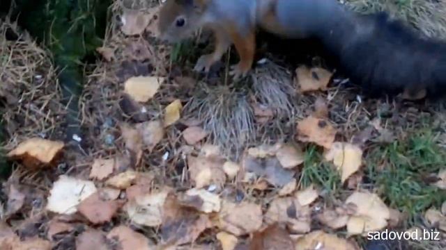 Белочка семечки щелкает, бегает по бегает и лазает по деревьям смотреть онлайн