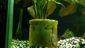 Акары бирюзовые нерест