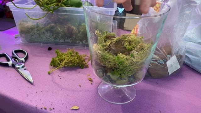 Пересадка орхидеи Джулия? “Julia” в закрытую систему || Когда пересаживать в закрытую систему ? смотреть онлайн