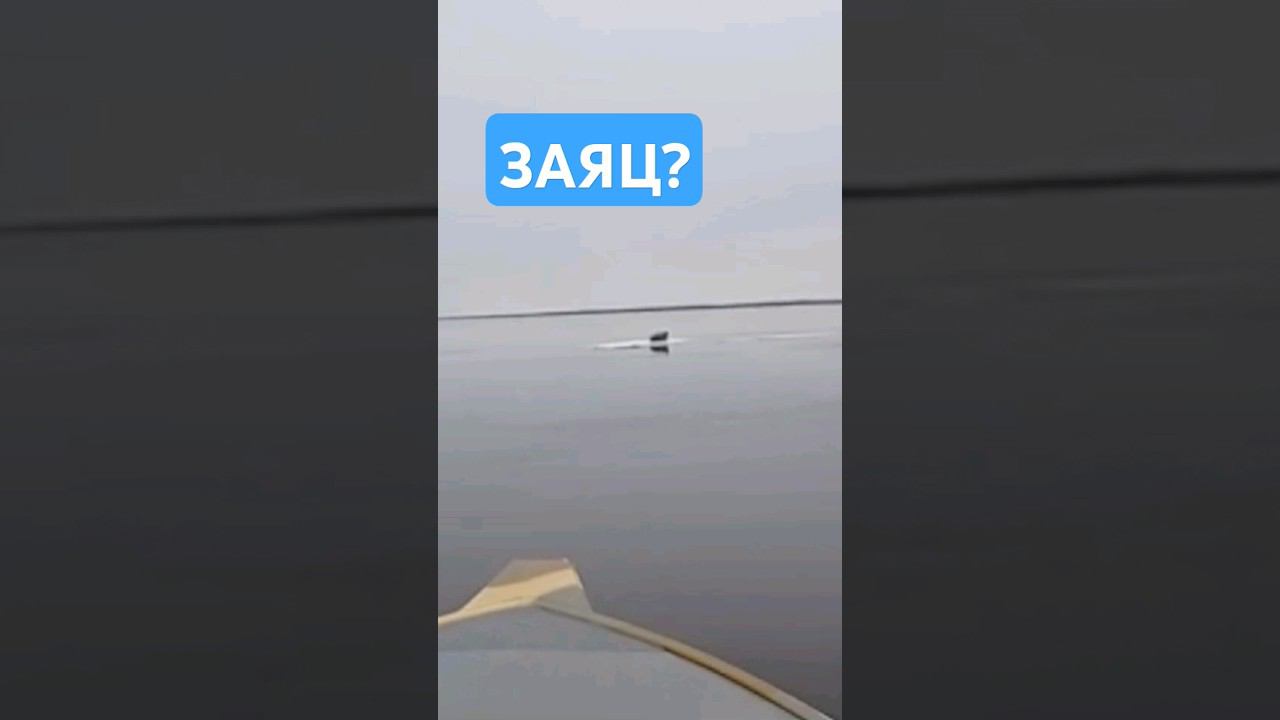 Заяц на льдине. смотреть онлайн