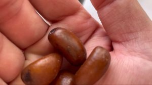 Salak. Выращивание Салака в дом. условиях. Пальма салак.