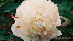 Пион древовидный Нефритовая Принцесса ? обзор: как сажать, саженцы пиона Нефритовая Принцесса