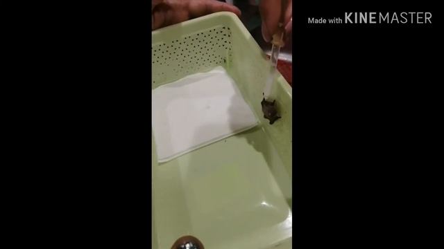 Спасение малыша летучей мыши смотреть онлайн
