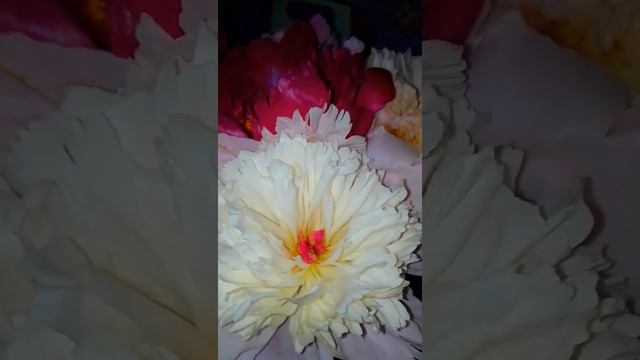 Пионы, пахнут бесподобно. #shorts смотреть онлайн