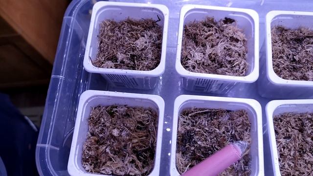 Сажаю росянки и мухоловку из семян. Часть 1 посев. смотреть онлайн