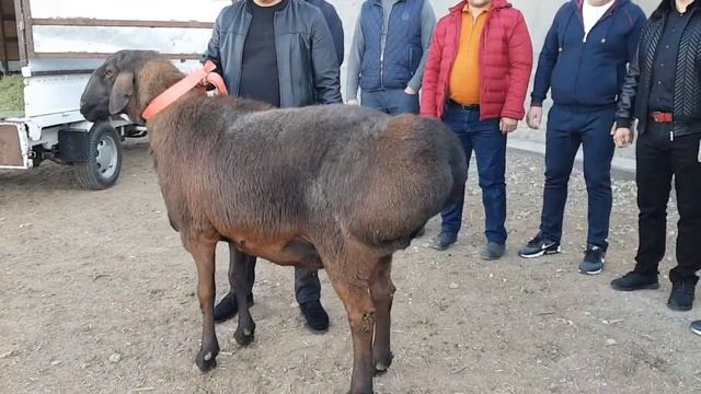 +77017224679 Анвар Рустемов. Самый дорогой баран 40.000$. смотреть онлайн