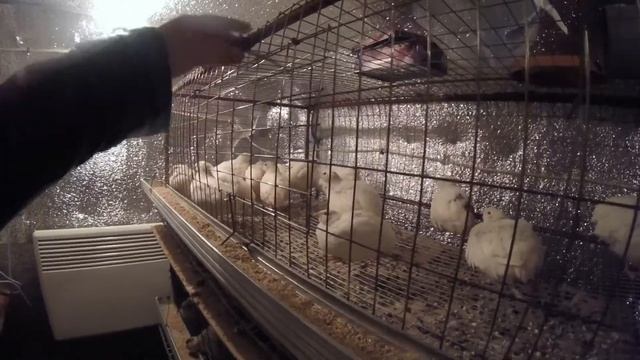 КЛЕТКА ДЛЯ ПЕРЕПЕЛОВ-СДЕЛАЛ САМ!+ОБЗОР ПЕРЕПЕЛЯТНИКА смотреть онлайн