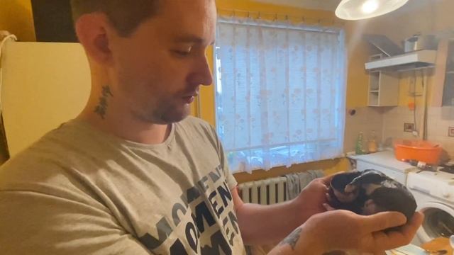 «УМЕР ПИТБУЛЬ»ЩЕНОК ПРИ РОДАХ! ДЕЛАЮ ИСКУССТВЕННОЕ ДЫХАНИЕ И МАСАЖ СЕРДЦА! КАК Я СПАСАЛ ЖИЗНЬ ЩЕНКУ смотреть онлайн