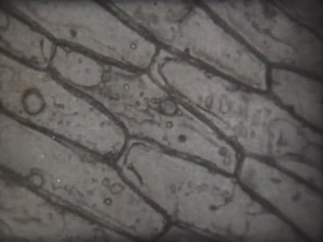 Биология. Строение и жизнедеятельность растений. Строение растительной клетки