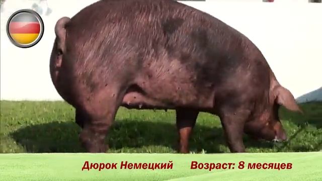 Фридом Фарм Бекон: Племенные свиньи породы 'Дюрок' смотреть онлайн