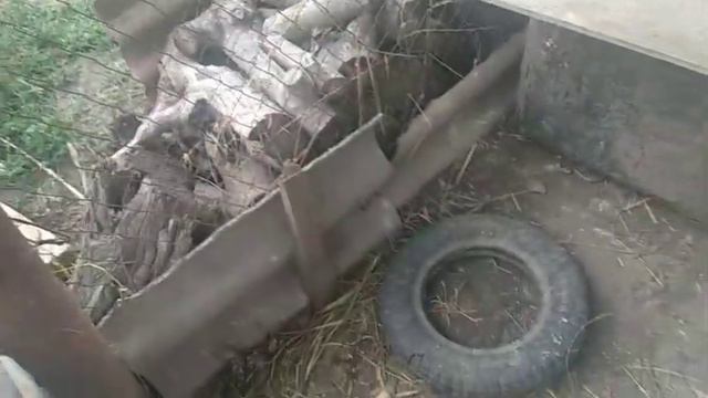 СКОЛЬКО У МЕНЯ ДОМАШНИХ ЖИВОТНЫХ ?! смотреть онлайн