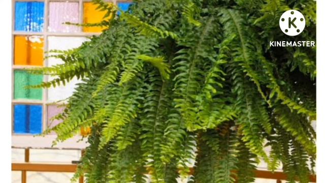Full screen HD video 10 divine flowers which are favourites of Hindu Gods and other popular videos. смотреть онлайн