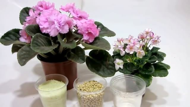 КАК ЗАСТАВИТЬ цвести ФИАЛКУ ШАПКОЙ. КРУГЛЫЙ ГОД. УДОБРЕНИЕ. смотреть онлайн