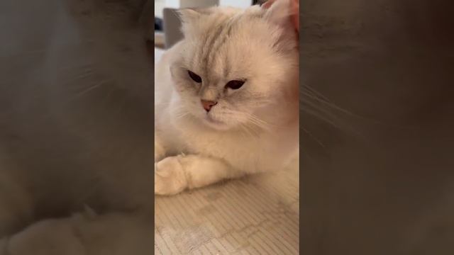 favorite cat... смотреть онлайн
