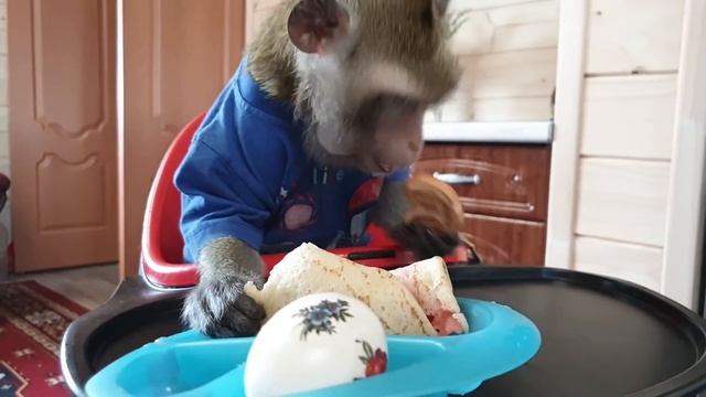 Домашние Макаки_Пасхальный Обед смотреть онлайн