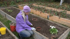 Тонкости посадки дельфиниумов под зиму