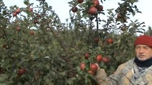 россошанское полосатое