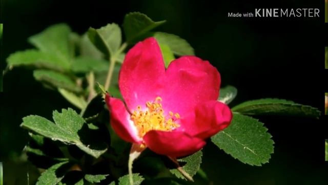 Как очистить печень? ЛЕГКО. смотреть онлайн