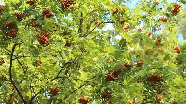 Я ХОЧУ ПОДАРИТЬ ВАМ НЕЖНОСТЬ смотреть онлайн