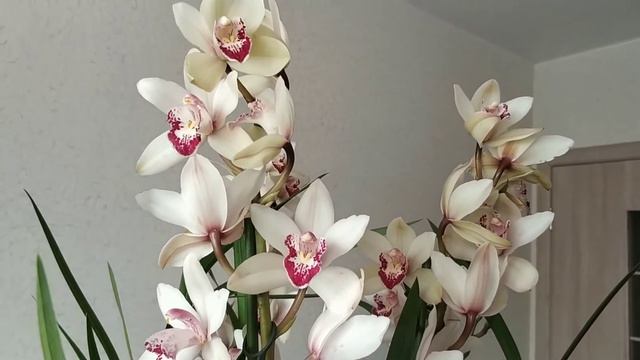 УРА, УРА!!! Мой НОВЕНЬКИЙ цимбидиум из Флоревиль#цимбидиум#орхидея#флоревиль#растения смотреть онлайн