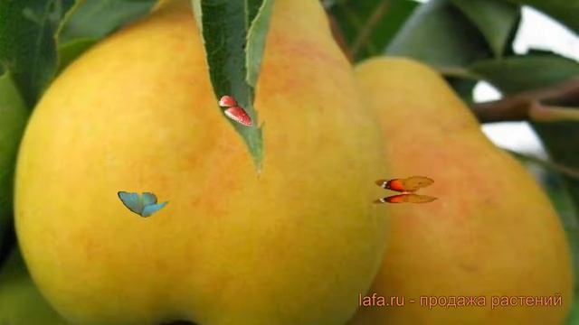 Груша плодовая Заречная (pyrus communis zarechnaya) ? обзор: как сажать, саженцы груши Заречная смотреть онлайн