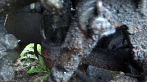 тормозок на ДТ 75