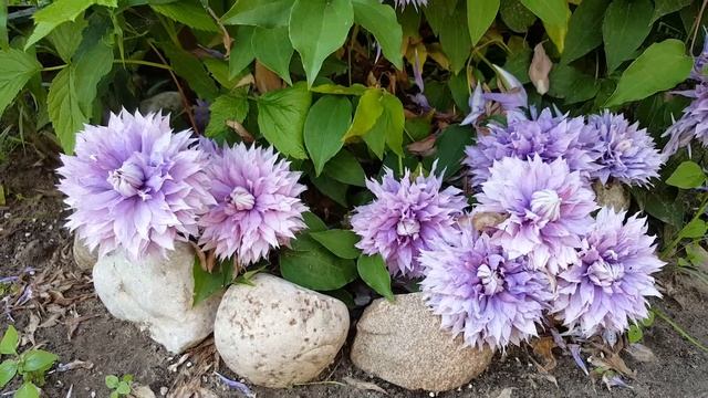Клематис Диамантина . Clematis Diamantinа . Английские сорта . Группа Патенс ( Patens ) . смотреть онлайн