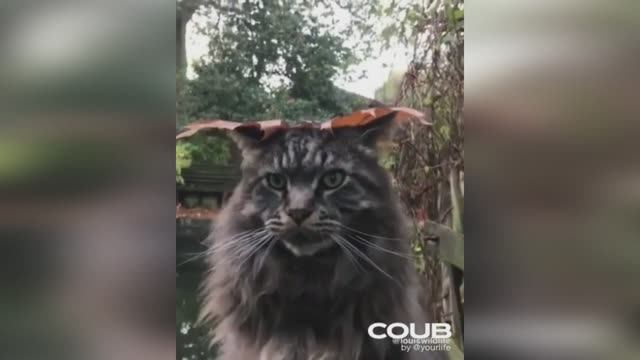 СМЕШНЫЕ ВИДЕО ПРИКОЛЫ С КОШКАМИ И КОТЯТАМИ | #SHORTS смотреть онлайн