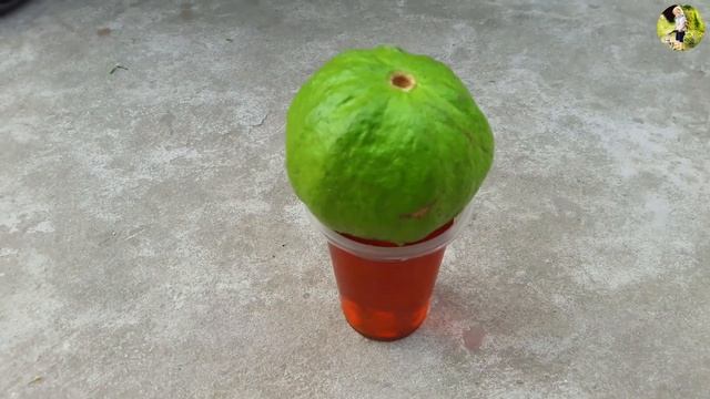 Very unique way grow guava tree from guava смотреть онлайн