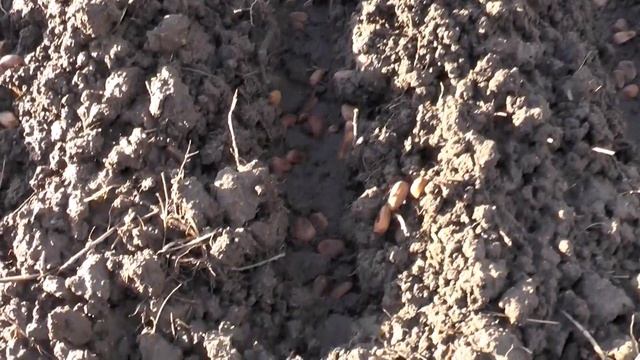 Посадка семян Кедра осень 2020 года. Зеленоградский кедровый питомник. Калининградская область. смотреть онлайн