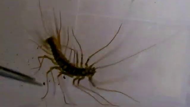 Amazing Creatures Vol.1, No.1 : Scutigera coleoptrata смотреть онлайн