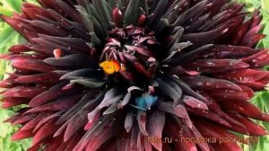 Георгина кактусовая Кенора Мейкоб ? обзор: как сажать, рассада георгины Кенора Мейкоб