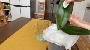 ПОКУПОЧКИ ДЛЯ ОРХИДЕЙ  И КАК ОБРАБАТЫВАЮ ЛИСТЬЯ АБИГА-ПИКом