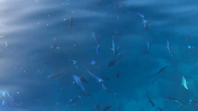 Каких рыбок можно увидеть с понтона отеля Hilton Sharm Waterfalls смотреть онлайн