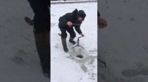 Самоподсекающая жерлица(17.01.2018)