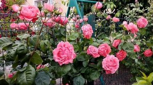 Плетистая роза Ди Ди Бриджуотер (Dee Dee Bridgewater, Meilland, 2003)