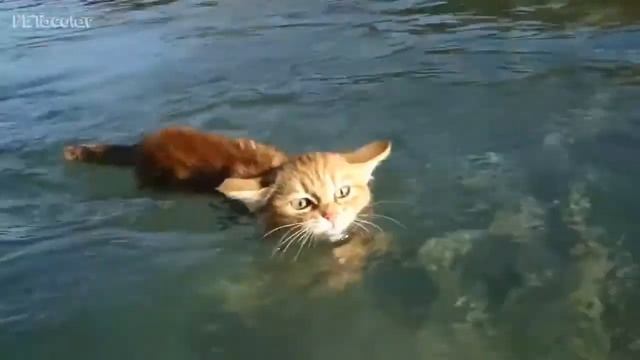 смешные кошки моются в ванной Подборка приколов про животных 2018 смотреть онлайн