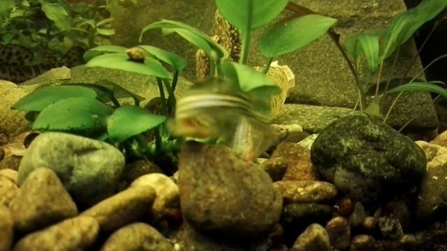 Рыба пытается спасти другую рыбу. За душу берет... смотреть онлайн