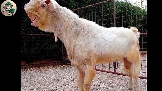 Дамасская коза