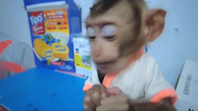Baby Monkey BonBon eat candy from Dad's backpack смотреть онлайн