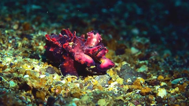 The Living Ocean 4K - A World of Diversity - Colorful Fishes Of The Ocean смотреть онлайн