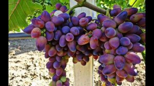 ВИНОГРАД БАЙКОНУР / описание сорта винограда Байконур