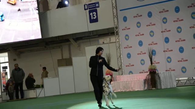 Шведченко Ангелина и далматин Вик, класс дебют фристайл