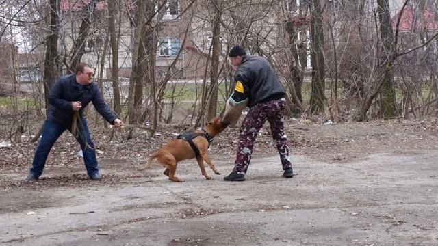 АПБТ Жадди и Рэм: работа на охрану смотреть онлайн