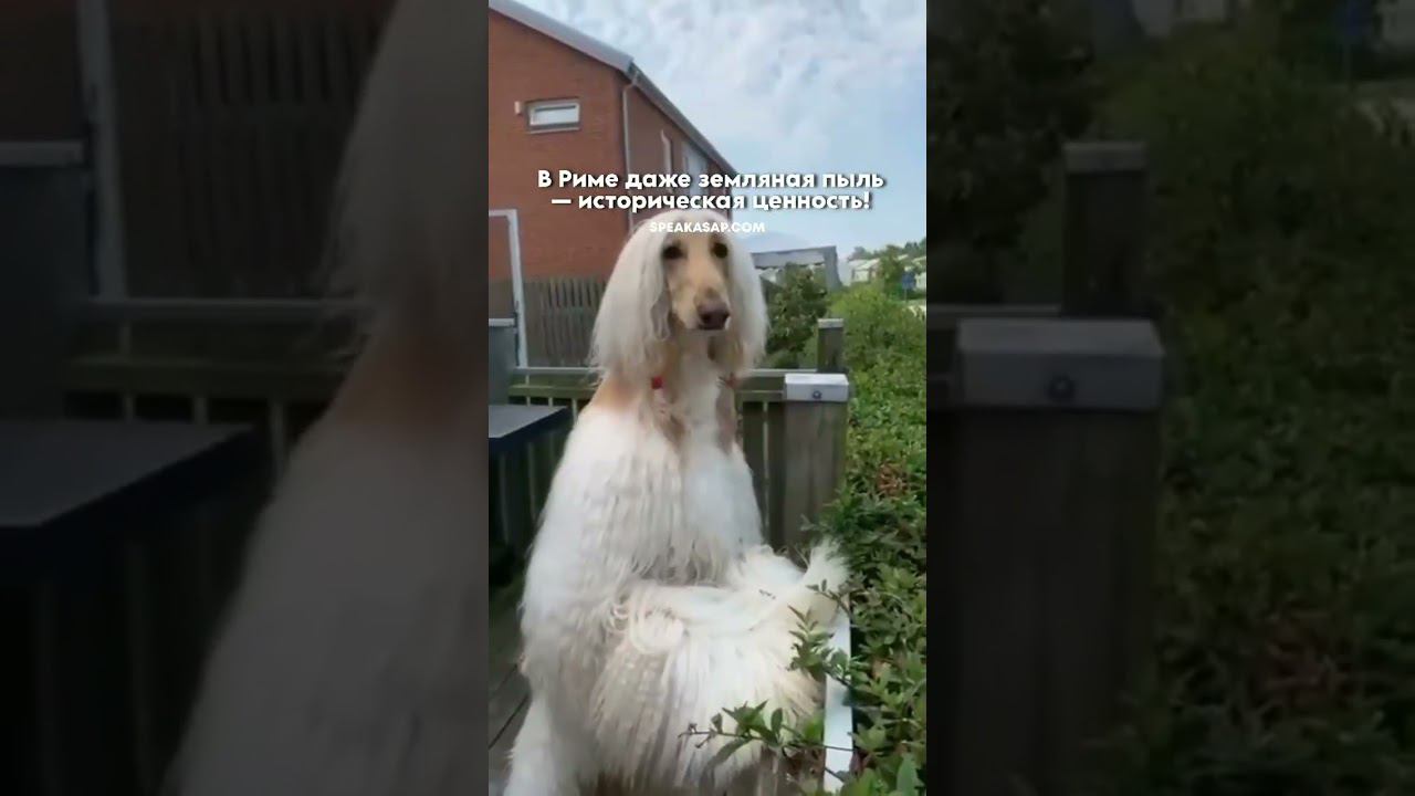 Даже пыль в Италии имеет историческую ценность! смотреть онлайн