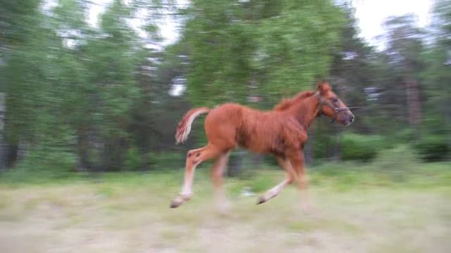 Верный конь смотреть онлайн