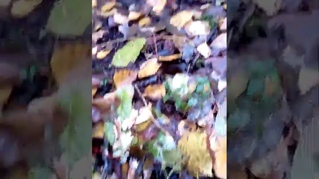 Грибы Рядовка на горе Бештау смотреть онлайн